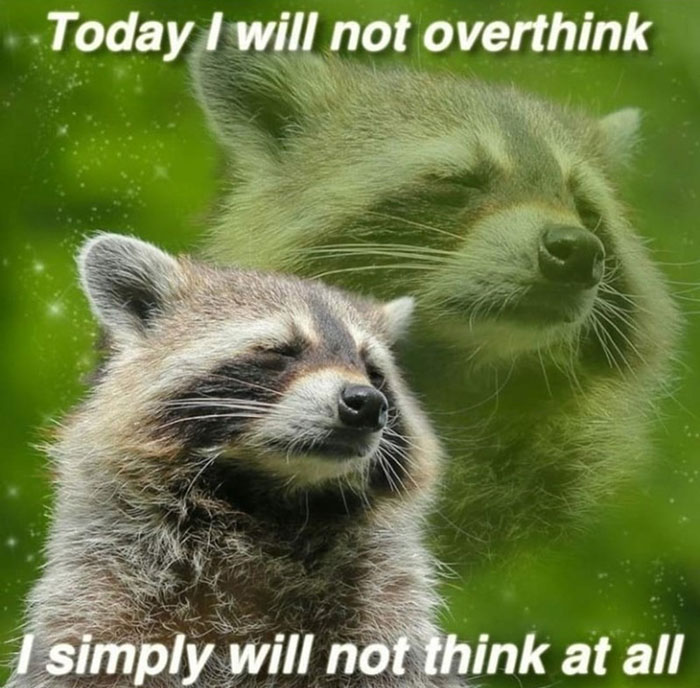 today i will not overthink racoon meme