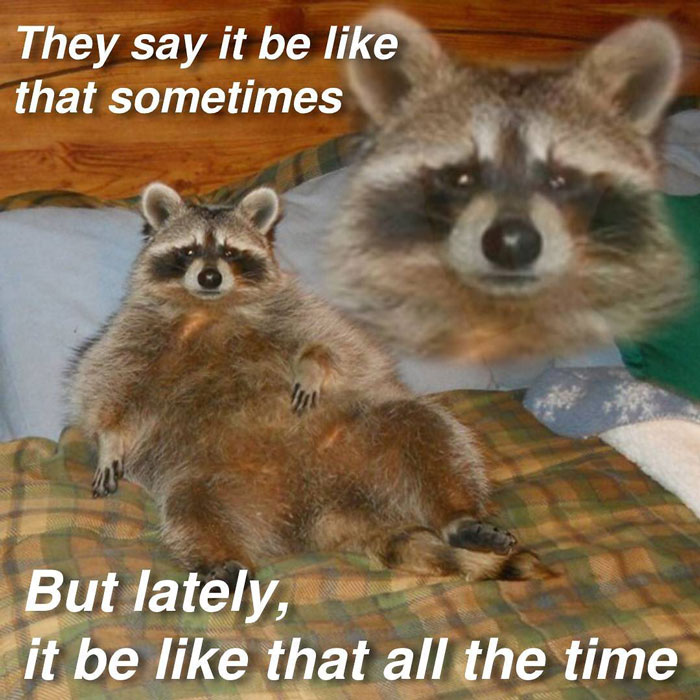 it be like that all the time racoon meme
