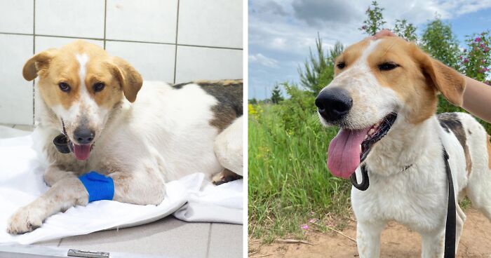 Marusya Was Hit By A Train, But She Survived And Is Currently In Search For A New Home