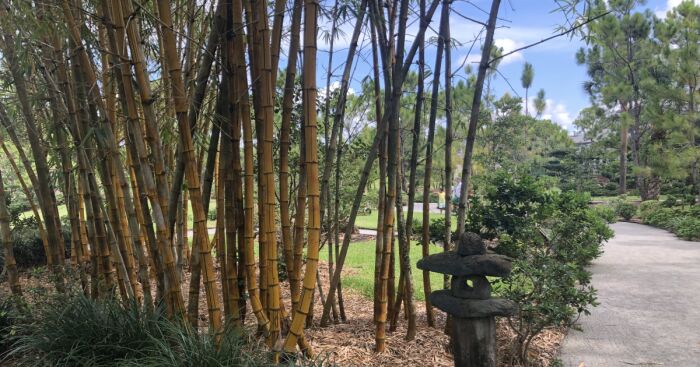 Hey Pandas, Show Us What You Are Doing Right Now (Closed)