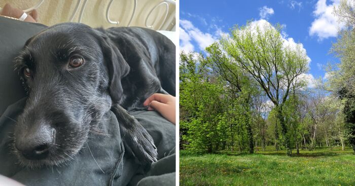 Hey Pandas, What Is Your Happy Place? (Closed)