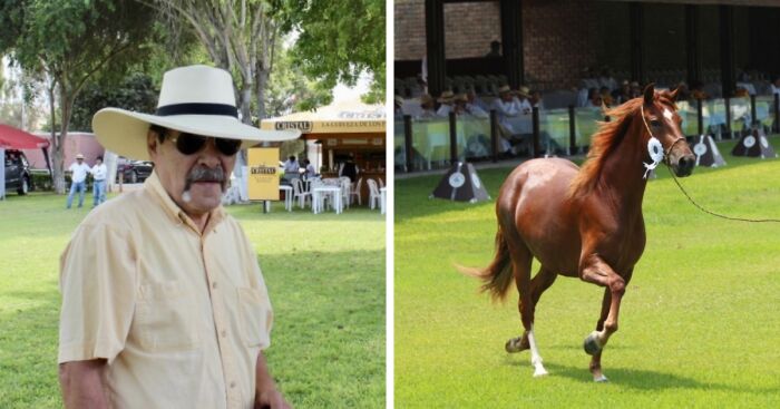 I Took Photos Of Caballo De Paso Peruano