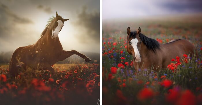 My Unforgettable Equine Photoshoot In A Field Of Poppies