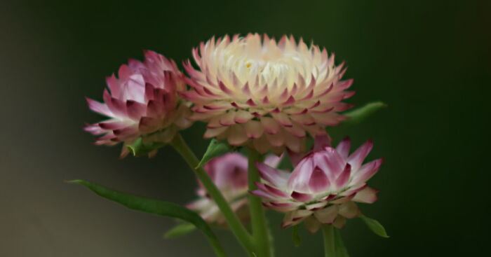 Hey Pandas, Share A Picture Of Your Plants (Closed)