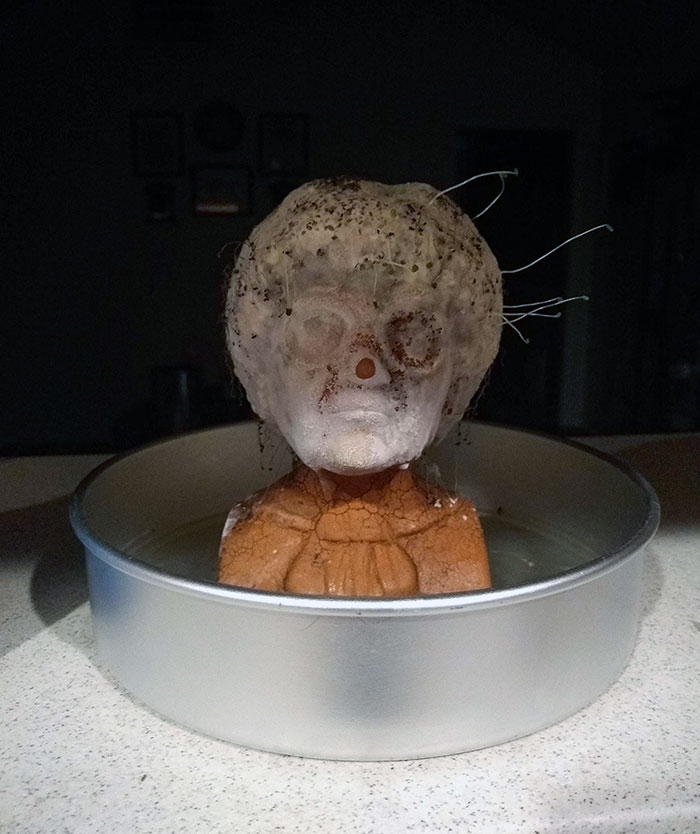 My Husband Tried To Plant A Sophia (Golden Girls) Chia Pet. This Is The Result. It Looks Terrifying