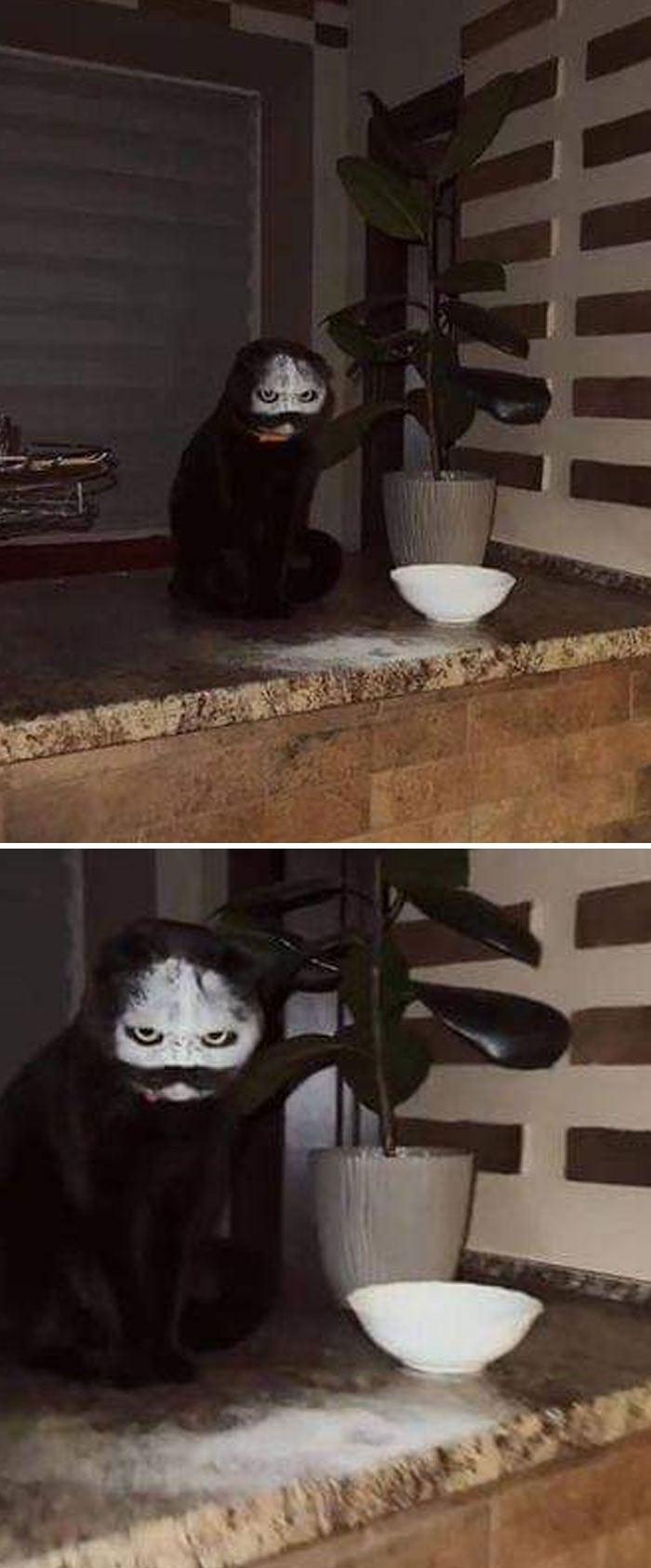 Cat Got Into A Bowl Of Flour