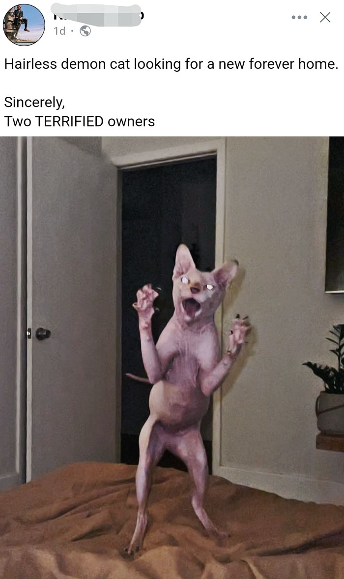 Why Even Own A Hairless Cat?