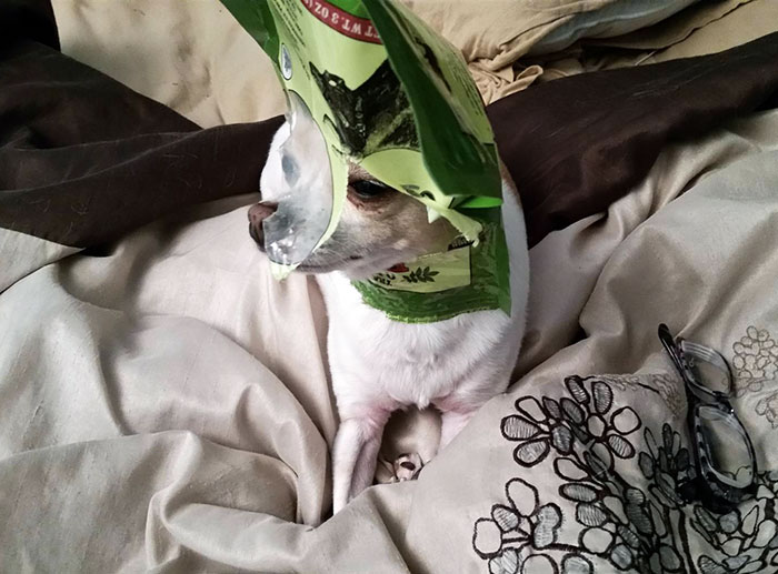 Girlfriend's Dog Got Stuck In The Chip Bag