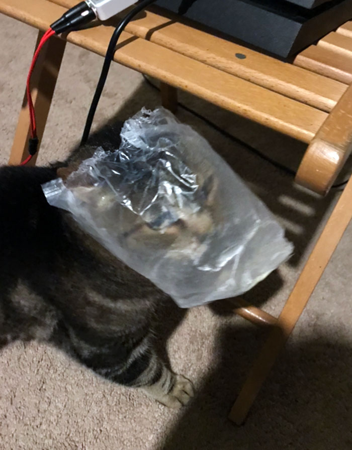 I Came Home To This. My Cat Had His Head Stuck In A Rice Cake Bag