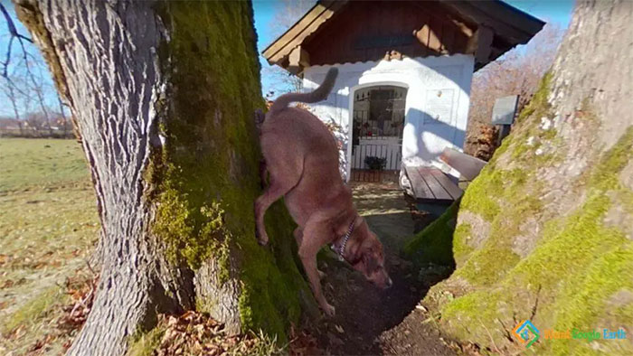 "Barking Up The Wrong Tree". Location: Enzing, Austria