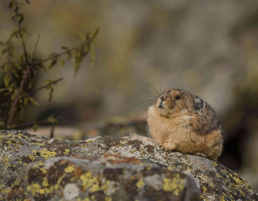 A Very Chunky Pika! Winter Ready!