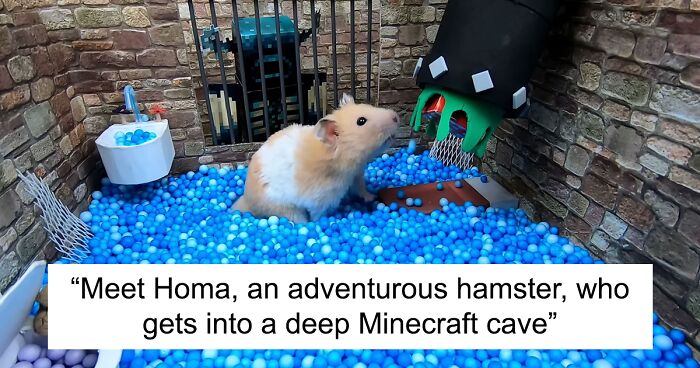 I Created A Maze Inspired By Minecraft And Let My Hamster Homa Explore It