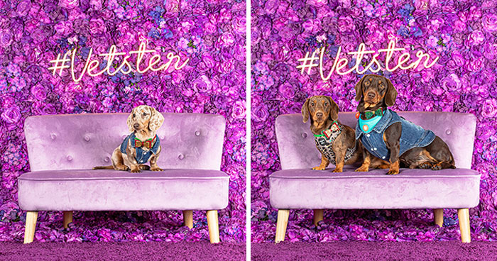 We Set Up A Photo Booth To Celebrate National Dachshund Day, And Here’s The Result (19 Pics)