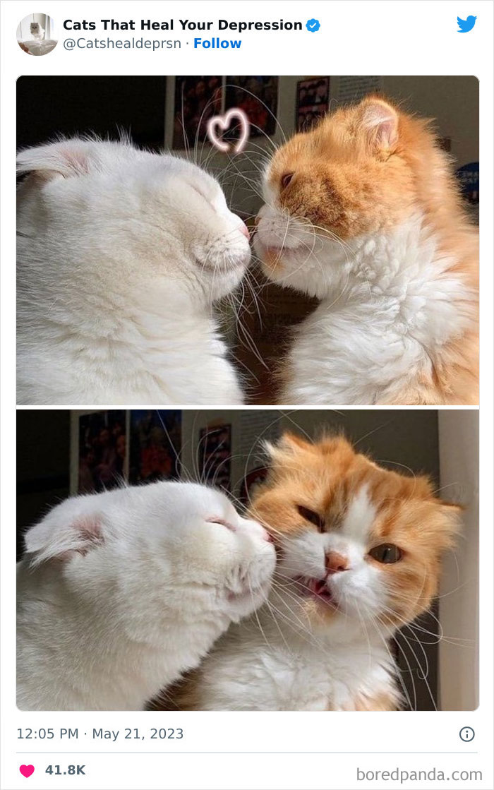 Heart-Warming-Cat-Pics