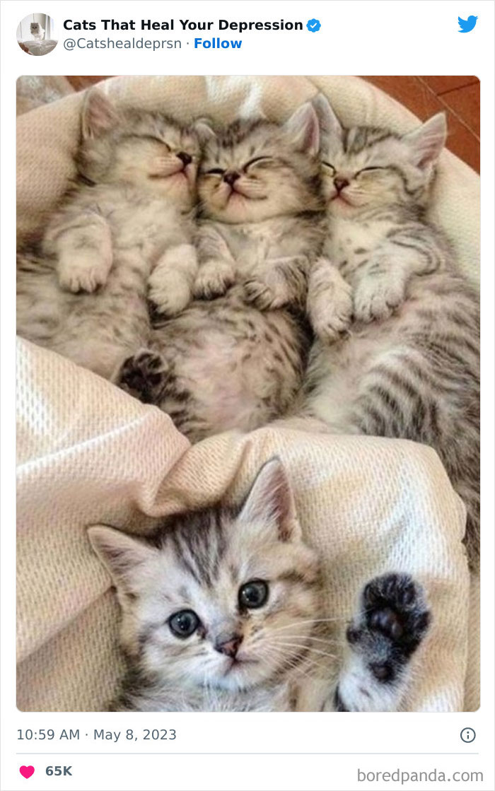 Heart-Warming-Cat-Pics