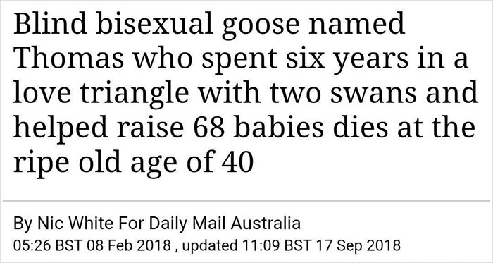 Bisexual Goose