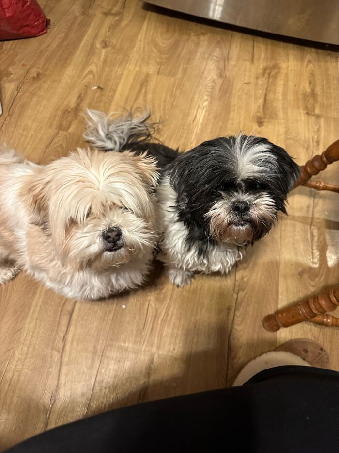 Spanky Boi And Ming Ming - Rescue Morkie And Shihtzu