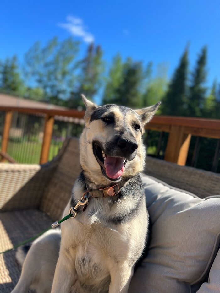 This Is Love, Enjoying Her First Summer Without An Embedded Collar! Yay Rescues