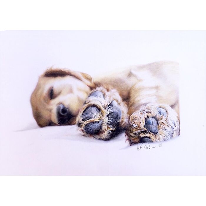Drawn With Oil Pastels, Reference Was A Picture Of My Sleeping Puppy 🐕