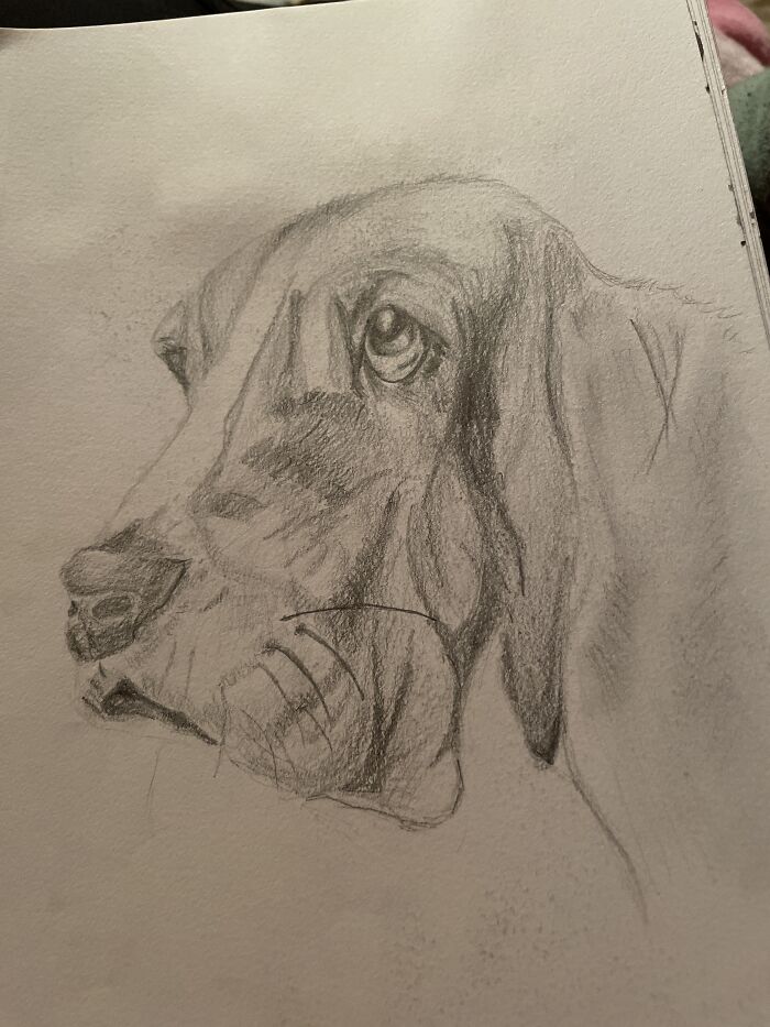 Not My Best Honestly But It’s A Basset Hound