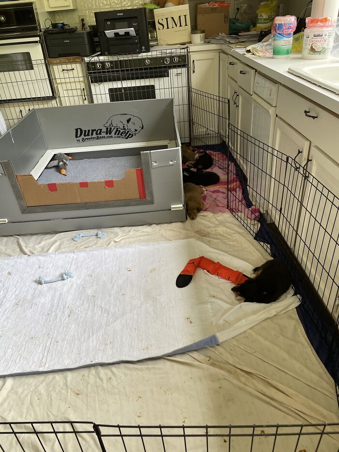 A Room Full Of Puppers