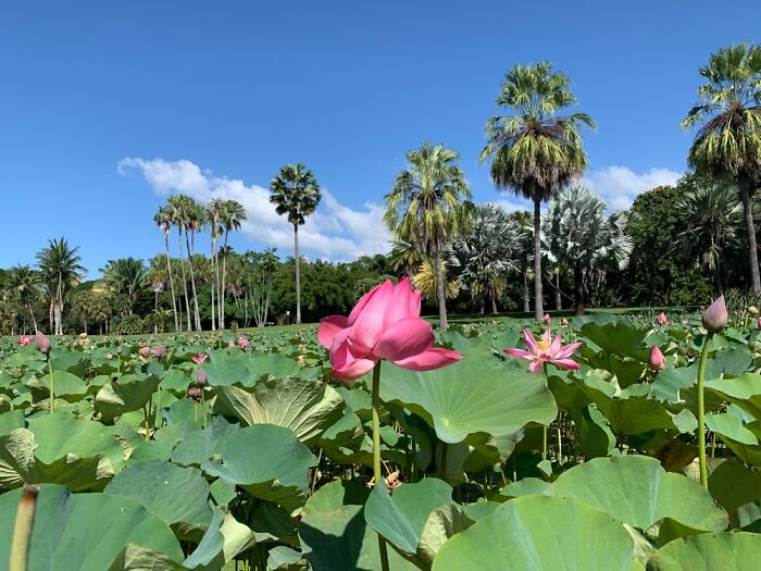 Local Park With Hundreds Of Water Lilies And Lotus Flowers In A Large Lake. Also Lots Of Ducks!