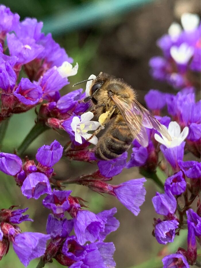 In Any Garden, Capturing Photos Of Bees And Flowers
