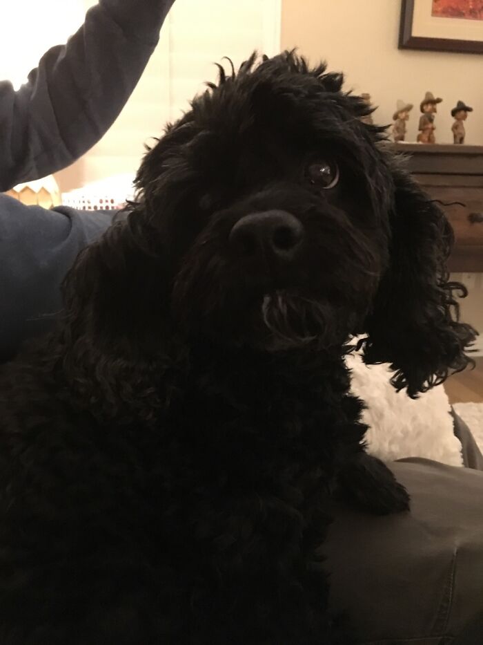 She Was My Family’s Cockapoo Smudge. I Thought Someone Would Appreciate Her!