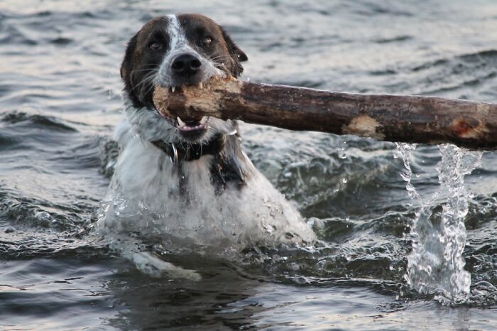 Why Chase A Stick When You Can Chase A Tree!