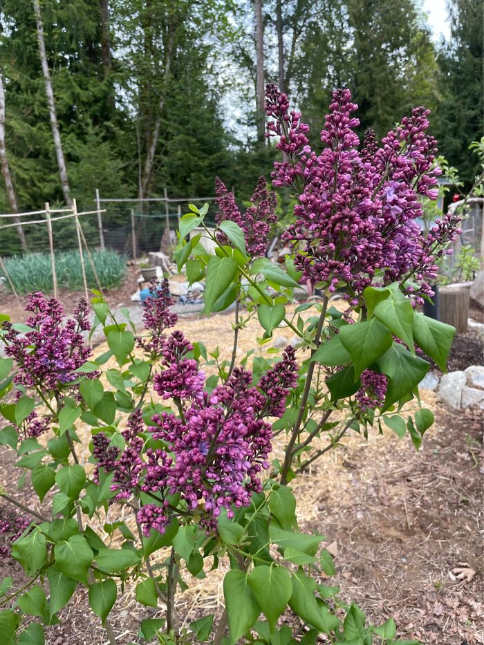 I Wish You All Could Smell This Lilac! Heavenly …