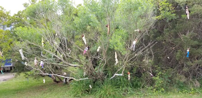 Random Trees Full Of Creepy Dolls As Seen From A Back Street. Ocracoke Island, Nc