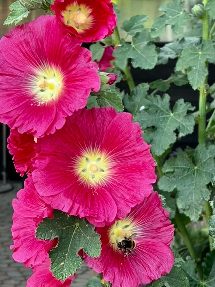 Bumble Bee Enjoying The Hollyhock Right Beside My Entrance Door ❤️