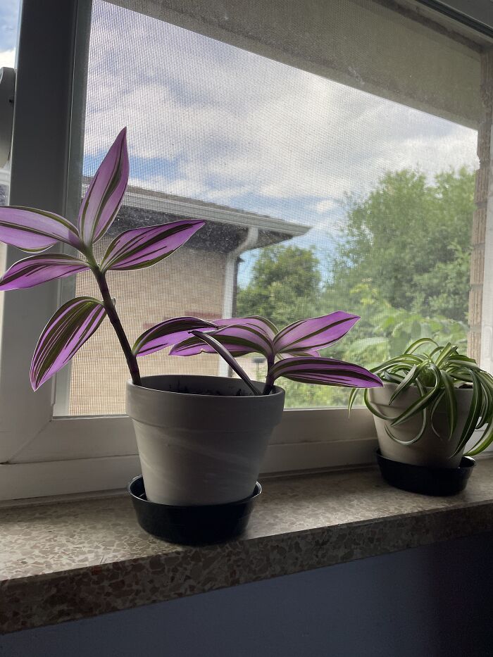 My Lilac Transcendia (Athena) And Spider Plant (Galileo)