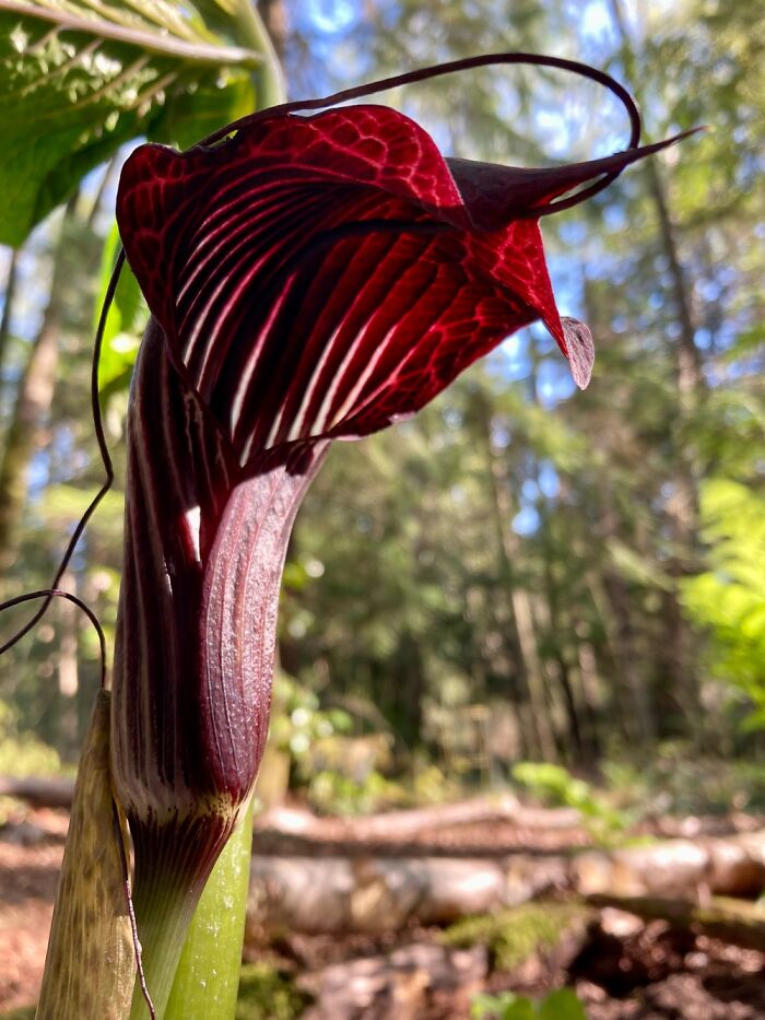 Arisaema Griffithii