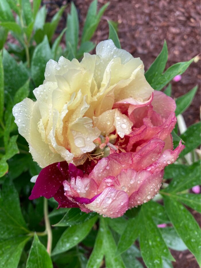 Not Quite What I Imagined When I Bought A “Pink And Yellow” Peony