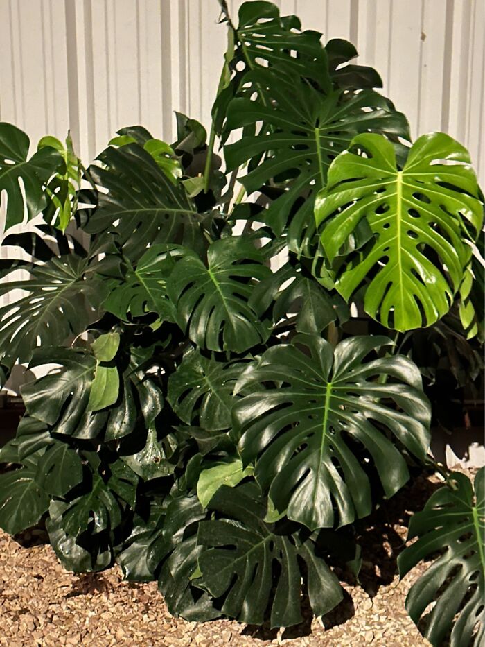 My Glorious Monstera