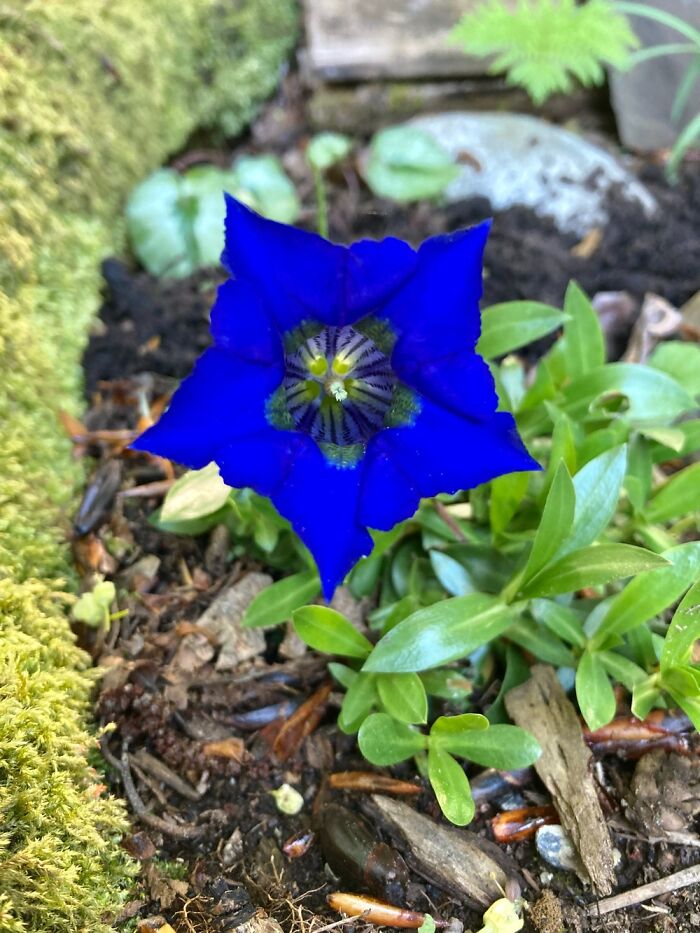 Gentian. It’s Really That Blue