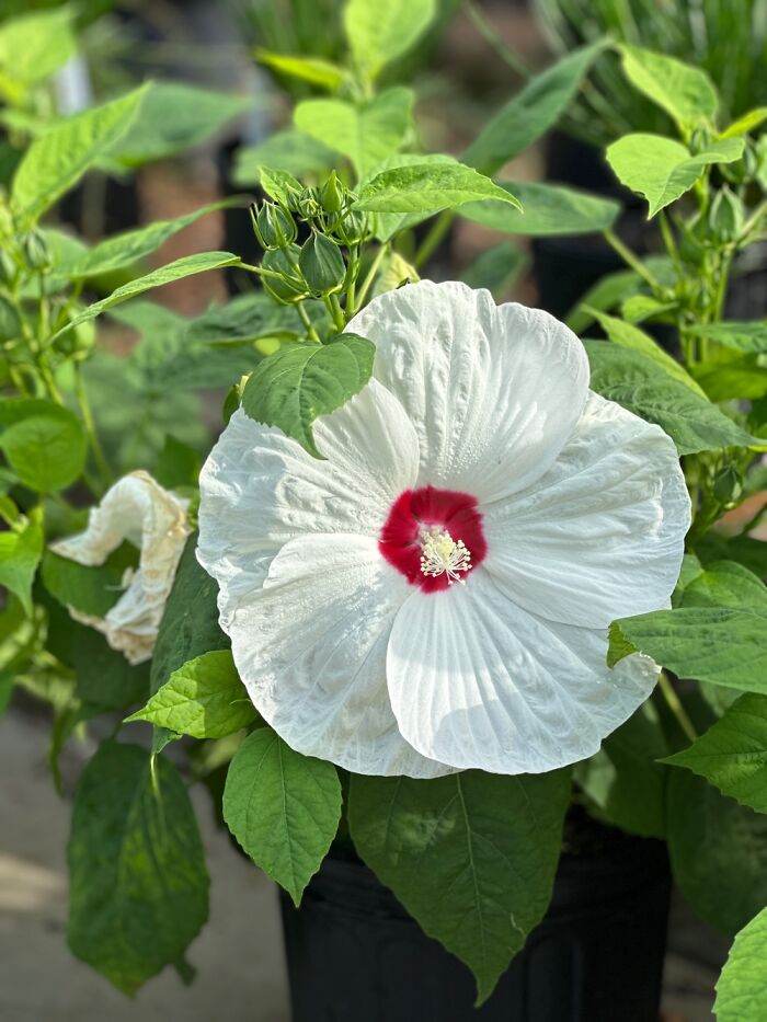 Impressive Bloom Of A Hardy Hibiscus