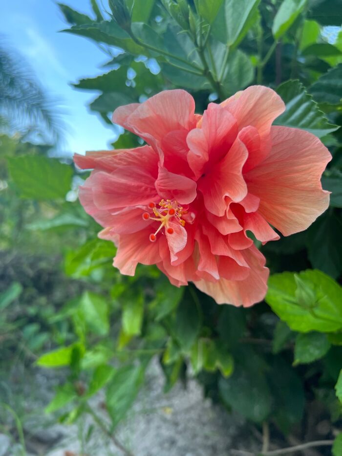 Beautiful Flower On Exuma