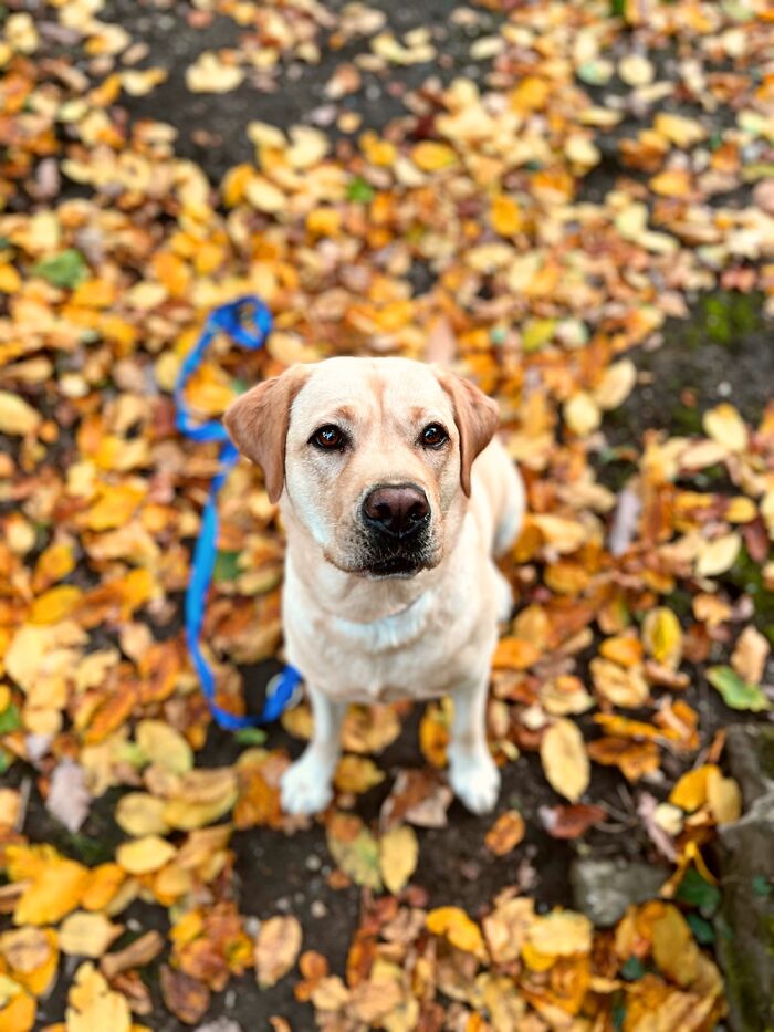 My Service Dog Lotta