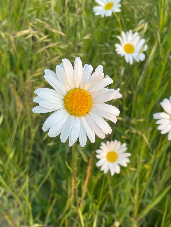 Just Flowers In A Nearby Park