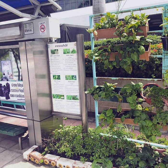 This Was A Bus Stop In Bangkok. Each Side Of The Stop Had A Small Garden With Essential Herbs For Cooking Like Basil, Watercress, And Lemongrass