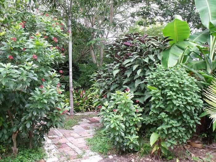 The Entrance Into Our Mini Jungle!