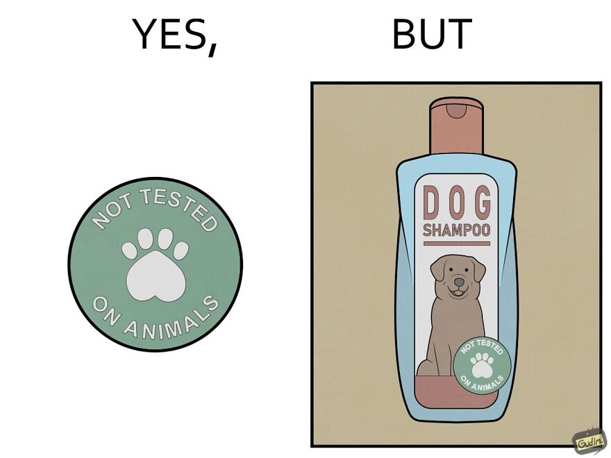 19 Comics By Artist Antоn Gudim From The "Yes, But" Series, Dedicated Exclusively To Dogs And Cats