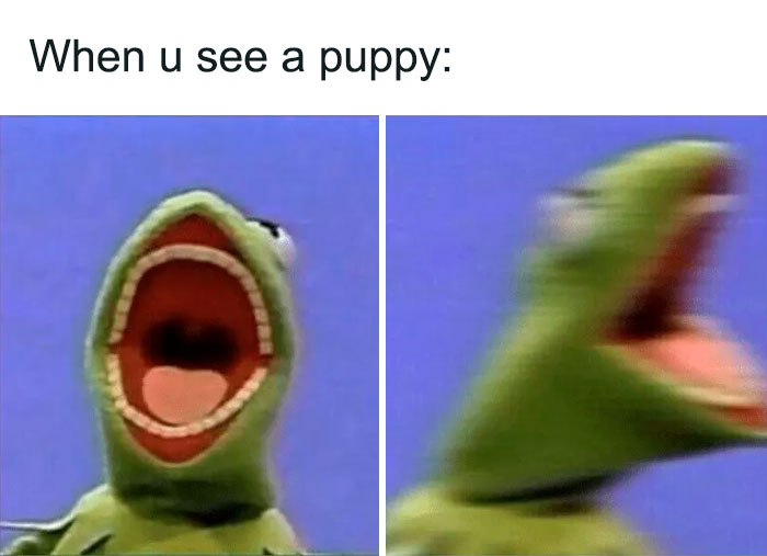 screaming Kermit meme