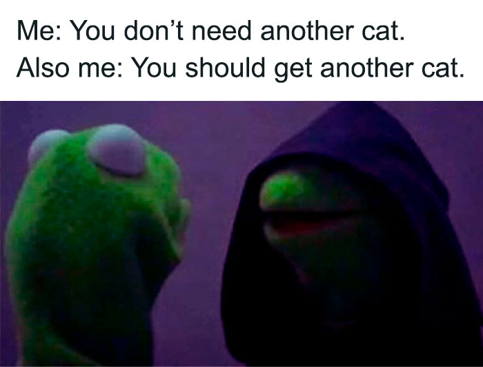 Evil Kermit meme featuring Kermit The Frog in a dark hood advising to get another cat.