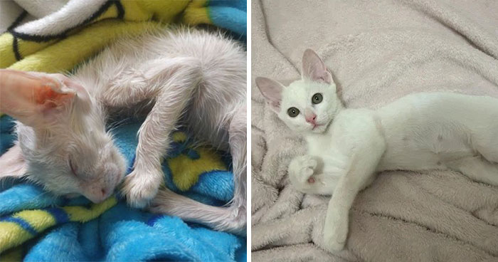 Guy Finds An Abandoned Kitten Glued To An Object, Asks Help From Reddit Users, And Provides The Kitten A Forever Home Following The Journey To Recovery