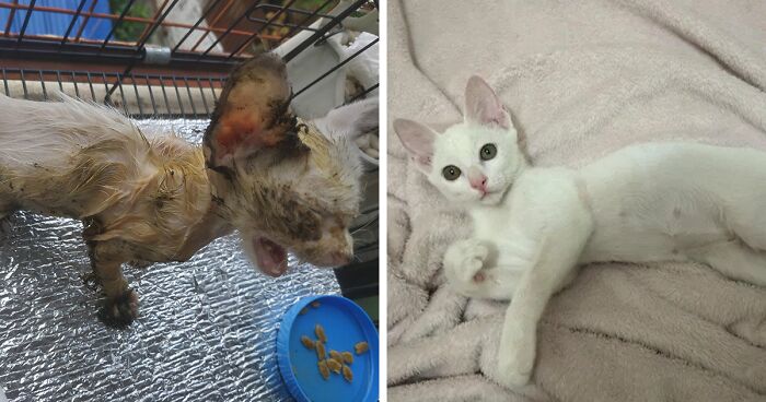 Guy Finds An Abandoned Kitten Glued To An Object, Asks Help From Reddit Users, And Provides The Kitten A Forever Home Following The Journey To Recovery