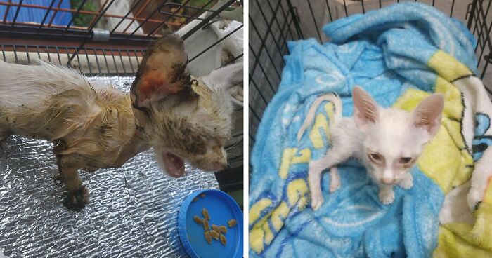 Guy Finds An Abandoned Kitten Glued To An Object, Asks Help From Reddit ...