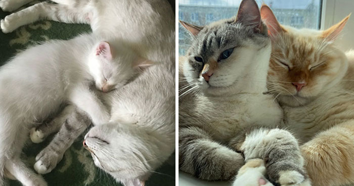 45 “Then And Now” Pics Of Adorable Kittens Turning Into Majestic Cats, As Shared On This “Cat Grows” Group (New Pics)